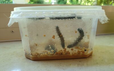 Aus Raupen werden Schmetterlinge