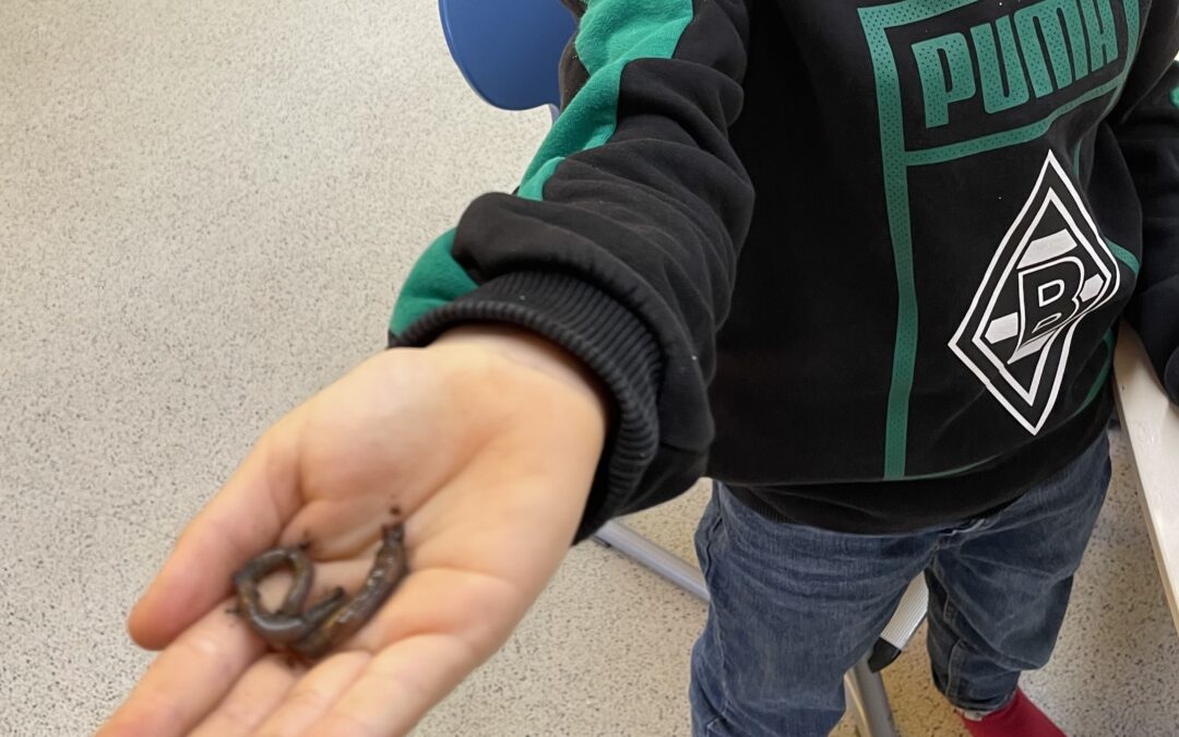 Regenwurmprojekt in den 2. Klassen